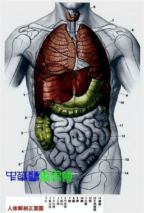 男人 器官 圖